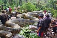 Ảnh con rắn khổng lồ đáng sợ