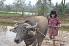Ảnh con trâu đi cày