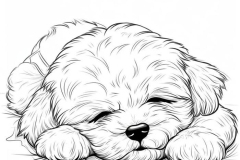 Chú cún poodle hình vẽ siêu đẹp