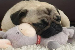 Ảnh avt chó mặt xệ