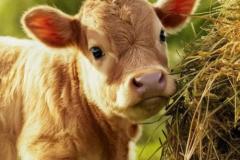 Ảnh đại diện con bò cute