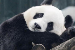 Ảnh đại diện gấu trúc buồn cute