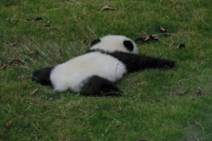 Ảnh đại diện gấu trúc buồn cute