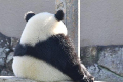 Ảnh đại diện gấu trúc buồn cute