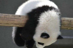 Ảnh đại diện gấu trúc buồn cute