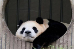 Ảnh đại diện gấu trúc buồn cute