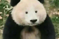 avt gấu trúc meme hài hước