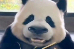 avt gấu trúc meme hài hước
