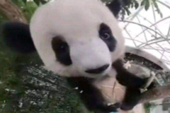 avt gấu trúc meme hài hước