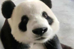 avt gấu trúc meme hài hước