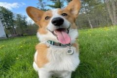 Hình đại diện cute chó corgi
