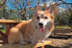 Hình đại diện cute chó corgi