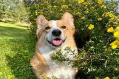 Hình đại diện cute chó corgi