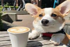 Hình đại diện cute chó corgi