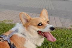 Hình đại diện cute chó corgi