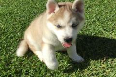 Hình avatar chó husky cute