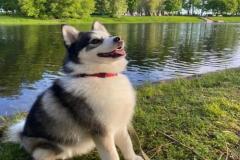 Hình avatar chó husky cute