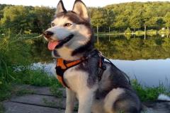 Hình avatar chó husky cute