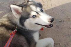 Hình avatar chó husky cute