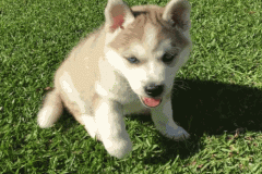 Ảnh avt con chó husky siêu yêu