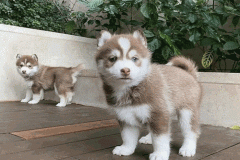 Ảnh avt con chó husky siêu yêu