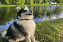 Ảnh avt con chó husky siêu yêu