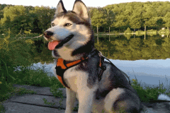 Ảnh avt con chó husky siêu yêu