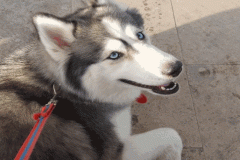 Ảnh avt con chó husky siêu yêu