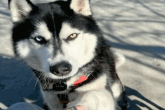 Ảnh avt con chó husky siêu yêu