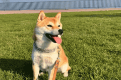Ảnh đại diện chó shiba đáng yêu