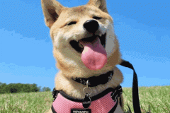 Ảnh đại diện chó shiba đáng yêu