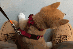 Ảnh đại diện chó shiba đáng yêu