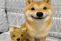 Ảnh đại diện chó shiba đáng yêu