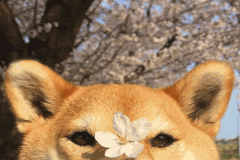 Ảnh đại diện chó shiba đáng yêu