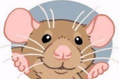 avt-chuot-chibi-1