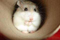 ảnh avatar chuột hamster đáng yêu