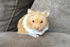 ảnh avatar chuột hamster đáng yêu
