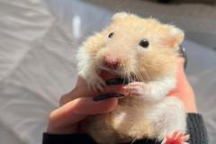 ảnh avatar chuột hamster đáng yêu
