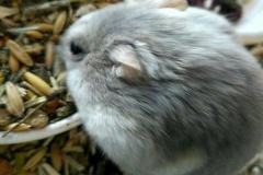 ảnh avatar chuột hamster đáng yêu