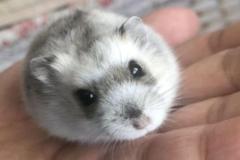 ảnh avatar chuột hamster đáng yêu