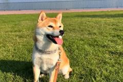 Hình avatar chó shiba xinh