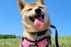 Hình avatar chó shiba xinh