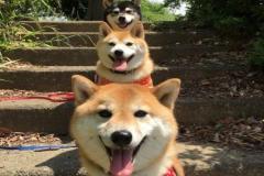 Hình avatar chó shiba xinh