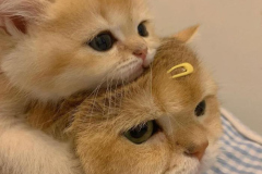 avt-doi-meo-cute-1