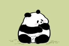 Hình avatar gấu trúc cute xỉu