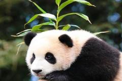 Hình avatar gấu trúc cute xỉu
