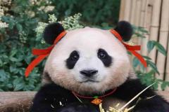 Hình avatar gấu trúc cute xỉu