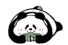 Hình avatar gấu trúc cute xỉu