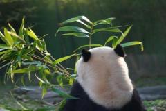 Hình avatar gấu trúc cute xỉu