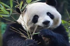 Ảnh con gấu đẹp xinh nhất